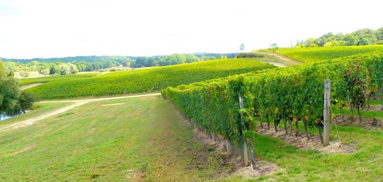 Vineyards at Pey La Tour.JPG